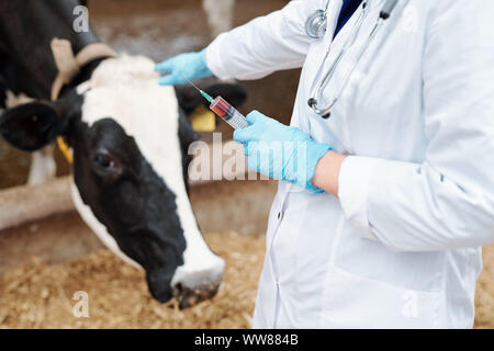 Gloved veterinarian in whitecoat holding syringe with vaccine for cow Stock Photo