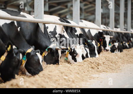 Long row of black-and-white dairy cows while eating fresh hay in cowshed Stock Photo