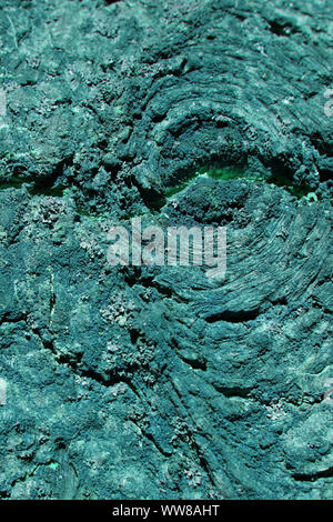 Dark blue spruce bark with a part looks like an eye. Stock Photo
