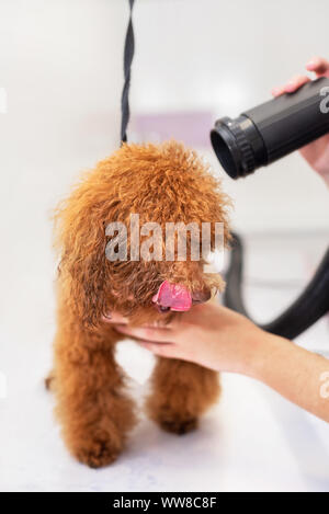 Profile of adorable wet poodle after shower, female hands drying poodle's hair . Stock Photo
