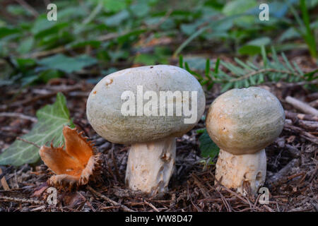 Two young specimen of delicious, edible Greencracked Brittlegill or Russula virescens wild mushrooms in natural habitat Stock Photo