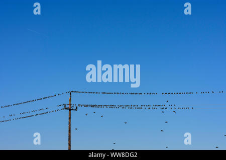 Illmitz, birds swarm of common starling (Star, Sturnus vulgaris) sitting lined up at overhead power lines, National Park Neusiedler See - Seewinkel, Burgenland, Austria Stock Photo