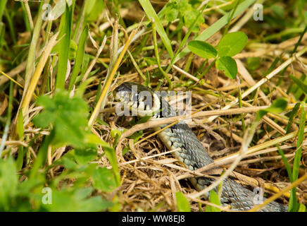 Grass snake in wilderness on a green meadow, Natrix natrix, sometimes called the ringed snake or water snake, is a Eurasian non venomous snake, Poland Stock Photo