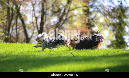 Two dogs run over a green meadow, young Yorkshire Terrier, female and male Stock Photo
