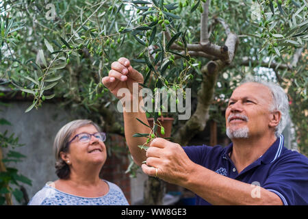 olive tree, elderly senior couple in countryside like home farm work together, with plants cutting and repair them, family concept of life forever together with love and affection Stock Photo