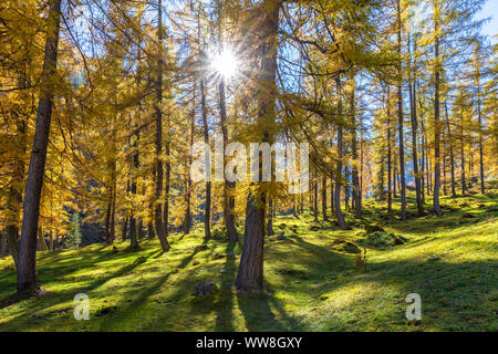 Autumn larch trees around Kalkstein, Innervillgraten, Villgraten valley, East Tyrol, Austria, Europe Stock Photo