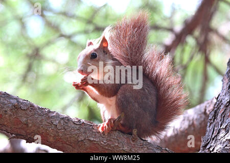 Spanish Red Squirrel (sciurus vulgaris) perched high in a pine tree whilst eating a nut. Taken in Guardamar on the Costa Blanca, Spain. Stock Photo
