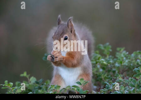 Cute red squirrel from Scotland Stock Photo