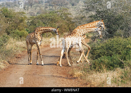 South African giraffes (Giraffa camelopardalis giraffa) crossing the road, Mkuze, KwaZulu-Natal, South Africa Stock Photo