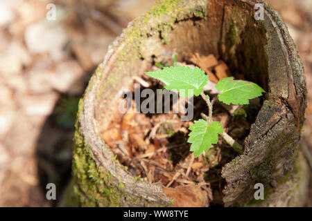 Three green leaves show a new birth or beginning for a little tree growing inside an old dead stump Stock Photo