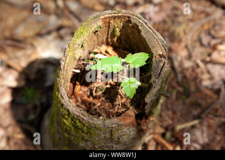 A little green leaf shows hope of a new tree growing inside an old one outside Stock Photo