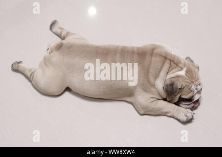 Sleeping english bulldog puppy Stock Photo