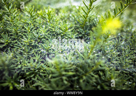 Morning dew and mist Water droplets trapped in the spider webs Stock Photo