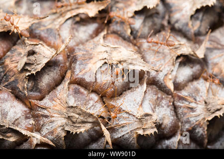 Macro closed up of natural pattern of dried up brown pineapple skin Stock Photo