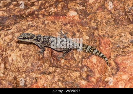 Australian Inland Velvet Gecko resting on rock Stock Photo