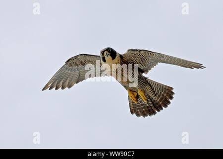Australian Peregrine falcon in flight Stock Photo