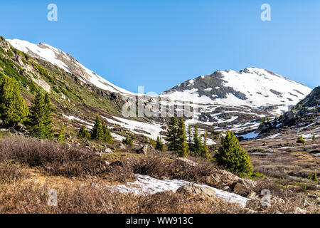 Snow mountains view and pine trees meadow at Linkins Lake trail on Independence Pass in rocky mountains near Aspen, Colorado in early summer of 2019 Stock Photo