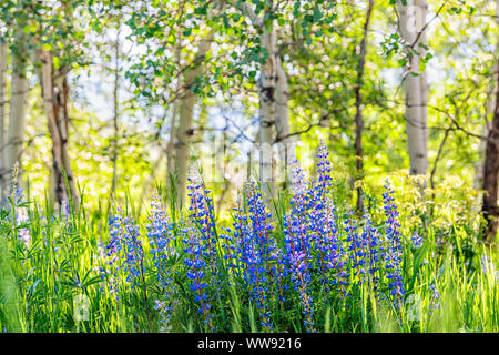 Group of purple lupine flowers in small forest in Snowmass Village in Aspen, Colorado and many colorful wildflowers in Aspen grove Stock Photo