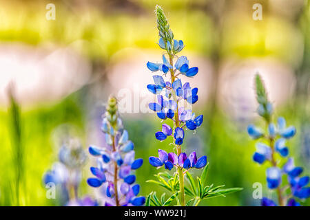 Macro closeup of purple lupine flowers in small forest in Snowmass Village in Aspen, Colorado and many colorful wildflowers in Aspen grove Stock Photo