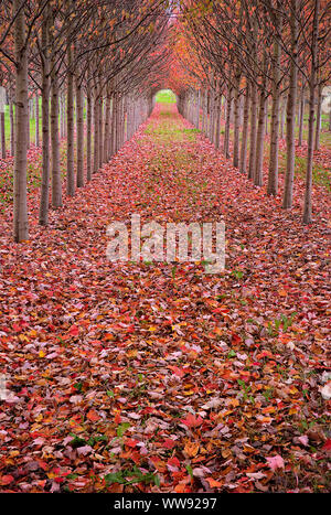 Fall color lines the path through rows of trees. Vanishing point and ...