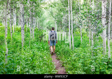 Aspen trees in morning summer with back of man hiking on Snowmass Lake hike trail in Colorado in National Forest park Stock Photo