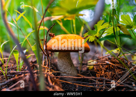 Macro closeup of one Leccinum insigne mushroom growing in ground in Snowmass Lake hike trail in Colorado in National Forest park Stock Photo