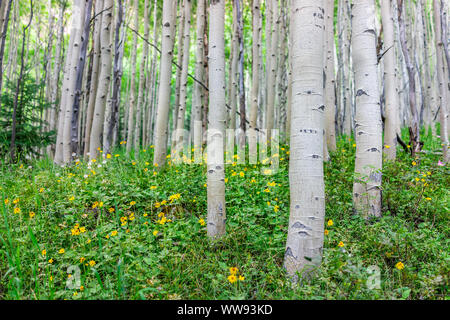 Many yellow daisy flowers wildflowers on Snowmass Lake hike trail in Colorado in National Forest park mountains with aspen forest trees Stock Photo