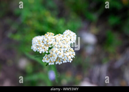 White yarrow wildflowers macro closeup in forest on Snowmass Lake hike trail in Colorado in National Forest park mountains Stock Photo