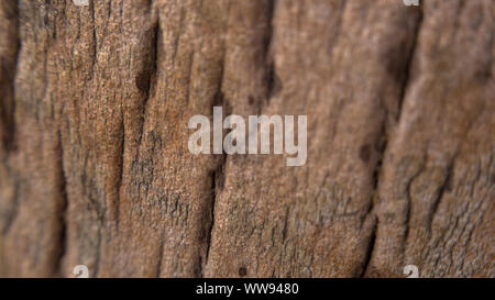 Close up of tree trunk texture Stock Photo