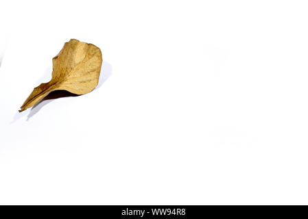 Dry brown dead leaf isolated on white background Stock Photo