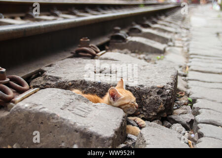 A stray ginger kitten spotted at a train railway track in Hanoi, Vietnam Stock Photo