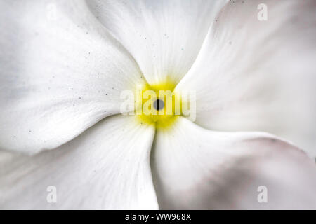 white flower with five petals and yellow centre Stock Photo - Alamy
