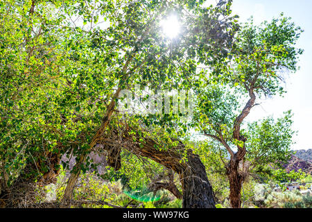 View of sun from Desert Voices Nature Trail and Split Mountain Campground in green summer in Dinosaur National Monument Park, Utah Stock Photo