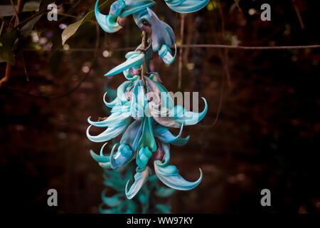 Strongylodon macrobotrys, commonly known as jade vine, emerald vine or turquoise jade vine Stock Photo