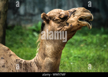 Portrait and detail close up of funny looking wildlife mammal desert camel Stock Photo