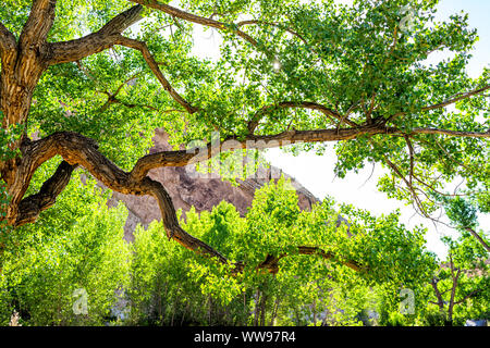 View of green tree from Desert Voices Nature Trail and Split Mountain Campground in summer in Dinosaur National Monument Park, Utah Stock Photo