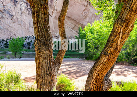 View of green tree and river from Split Mountain Campground in summer in Dinosaur National Monument Park, Utah Stock Photo