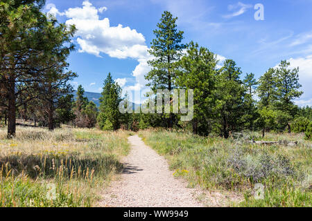Dutch John, USA Flaming Gorge in summer in Utah National Park with empty trail path near pine tree forest Stock Photo