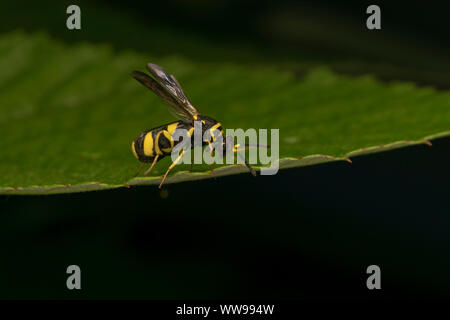 parasitic wasp Leucospis dorsigera with the ovipositor, on a green leaf Stock Photo