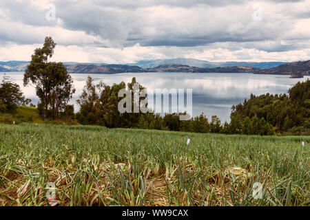Onion crops grow around the mirror-like reflective waters of Laguna de Tota, Boyaca, inland Colombia Stock Photo
