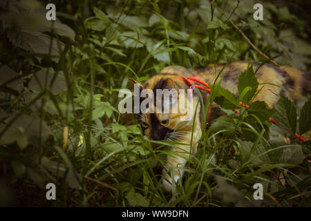 tricolor cat walks in the woods in the afternoon in the summer with a red leash. pet in the wild. Stock Photo