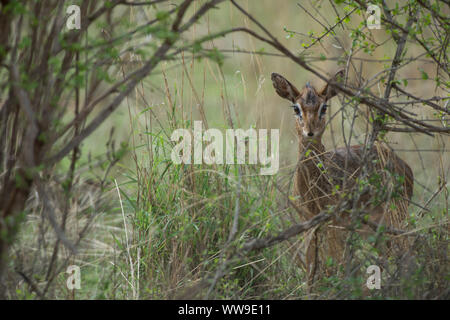 Kirk's dik-dik, Madoqua kirkii, Bovidae, Tsavo West National Park, Kenya, Kenya Stock Photo