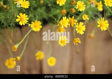 Tiny yellow flowers of golden rudbeckia blooming in the autumn morning that brings feelings of positivity, harmony with nature and wellness Stock Photo