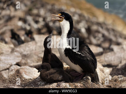 Close-up of an Imperial shag (Leucocarbo atriceps) with two little chicks in the nest, Falkland Islands. Stock Photo