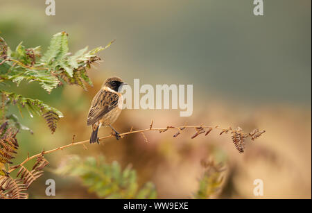 European stonechat perching on a fern branch against colorful background in natural surrounding, UK. Stock Photo