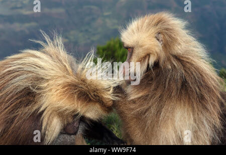 Close up of Gelada monkeys grooming in Simien mountains, Ethiopia. Stock Photo