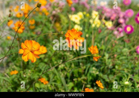 Flower orange on background green sheet grows in garden at solar day Stock Photo