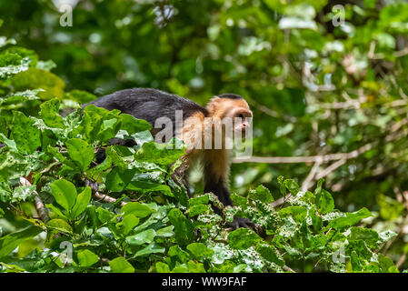 capuchin, monkey on a tree in the jungle, Costa Rica Stock Photo