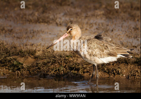 Close up of a Black-tailed godwit in water, UK. Stock Photo
