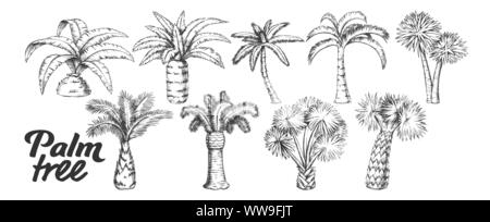 Palm High And Small Trunk Trees Set Ink Vector Stock Vector